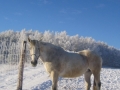 20160107 Zimowe konie