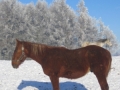 20160107 Zimowe konie