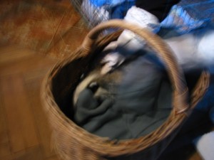 IMG_4853