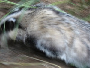 IMG_4874